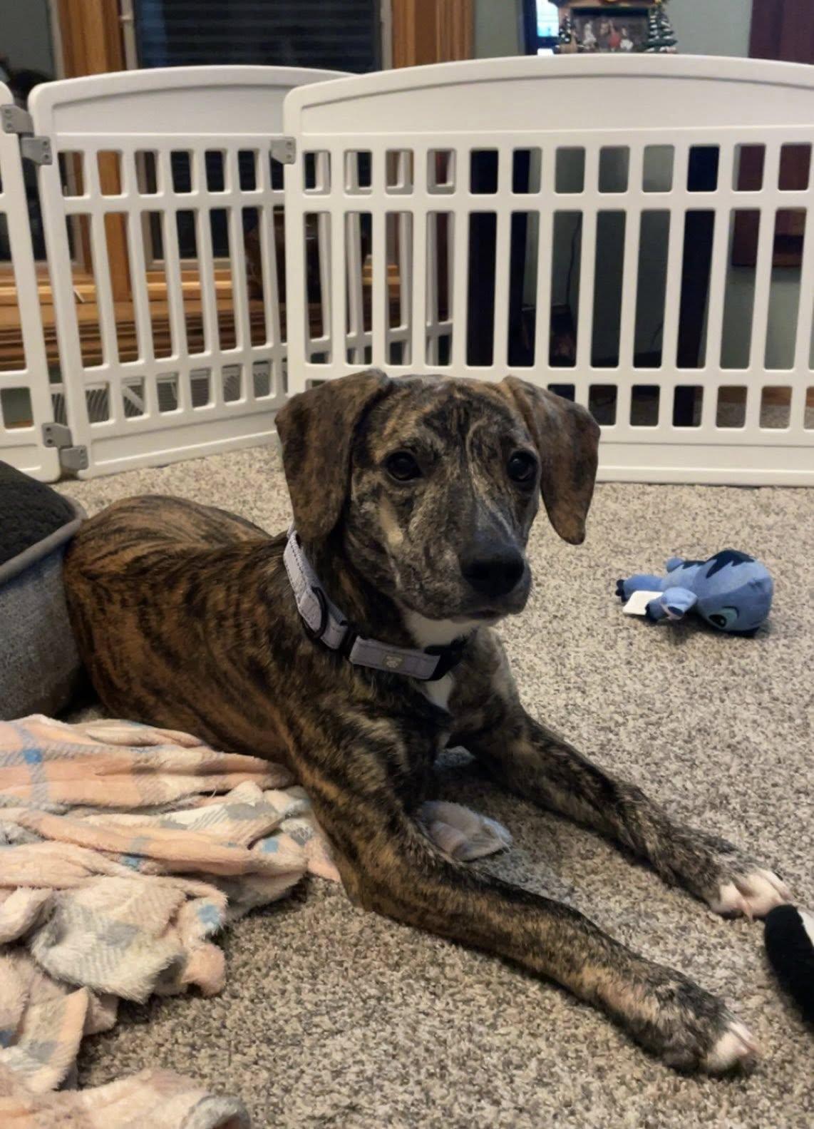 Enlarge Gloria the beautiful brindle, a Adoptable mixed breed in Muskego, WI image 5/6