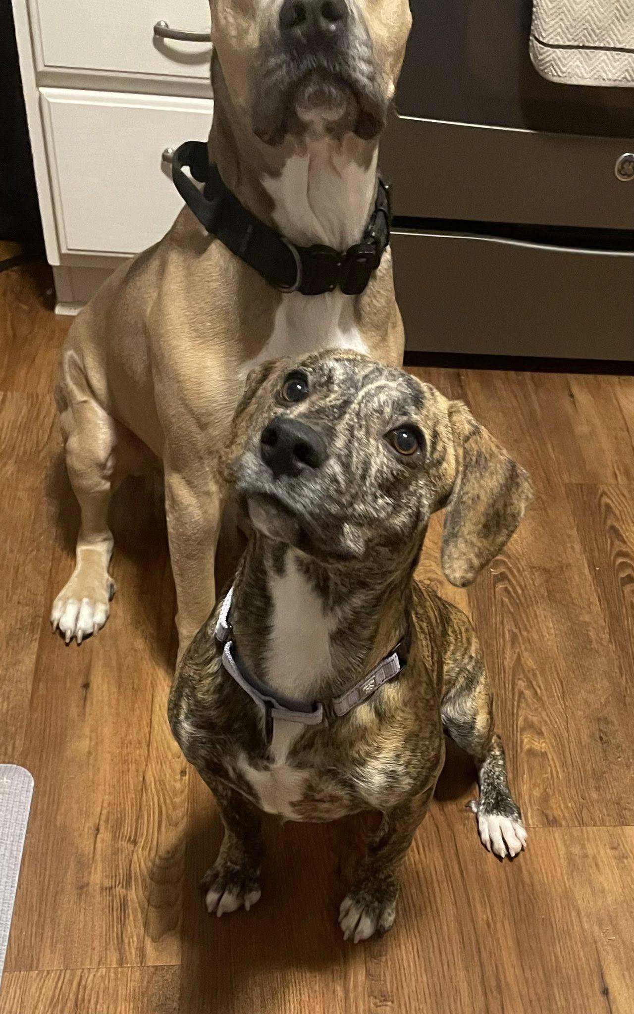 Enlarge Gloria the beautiful brindle, a Adoptable mixed breed in Muskego, WI image 2/6