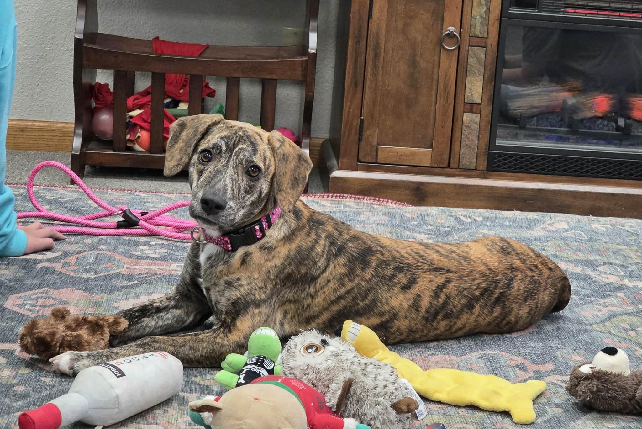 Enlarge Gloria the beautiful brindle, a Adoptable mixed breed in Muskego, WI image 3/6