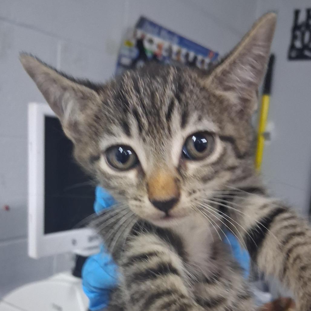 Enlarge Cricket, a Adoptable Domestic Short Hair in Summerville, SC image 1/1