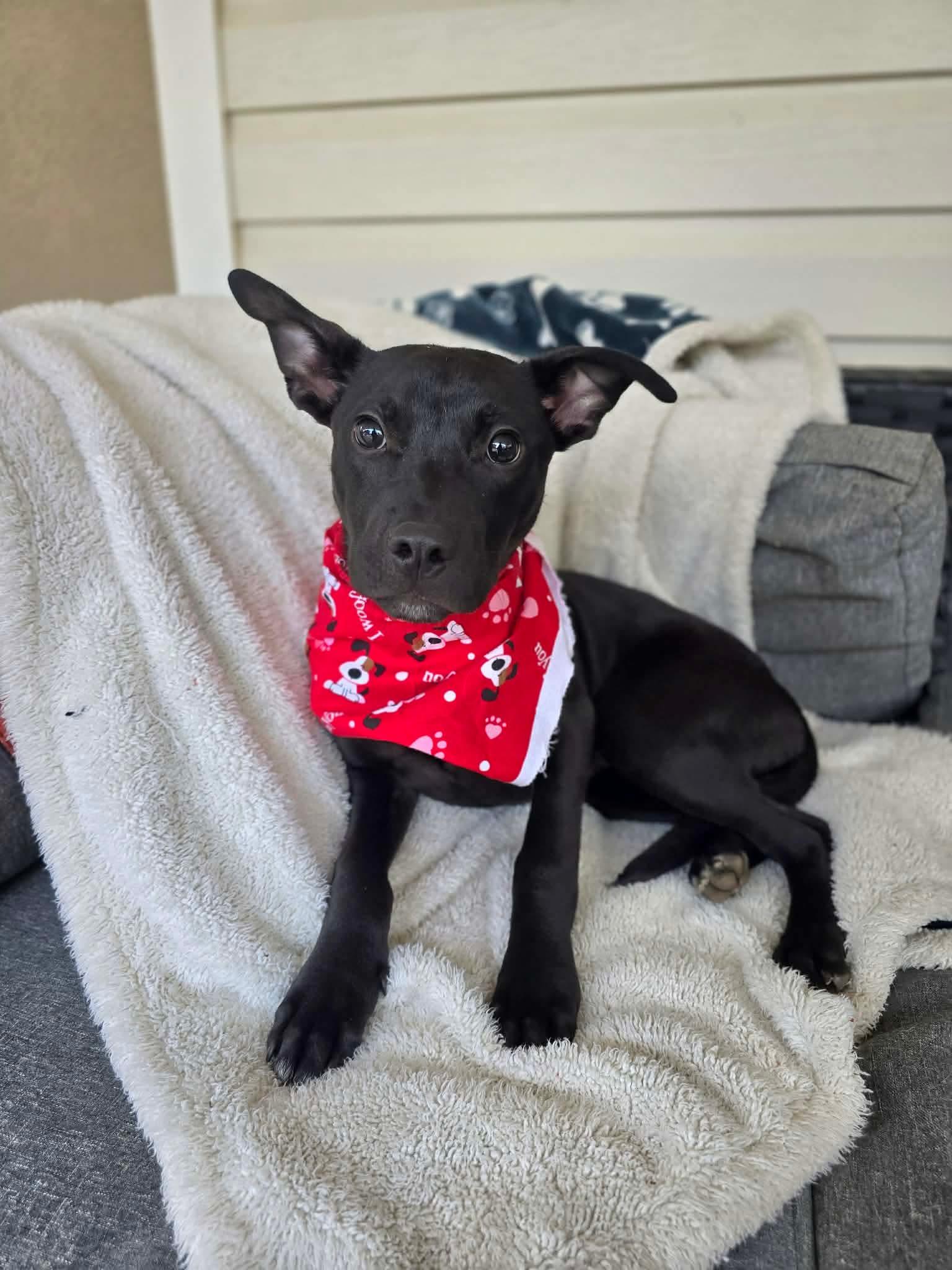 Enlarge Keaton, an adoptable mixed breed in Milton, FL image 3/3