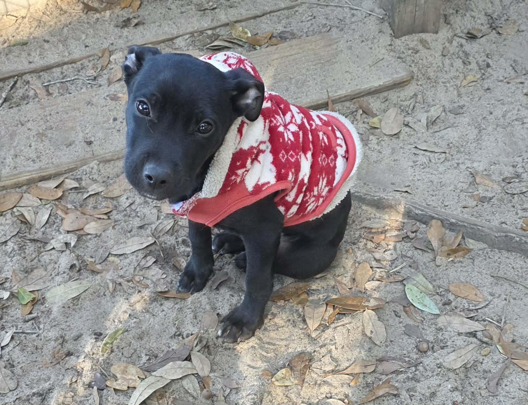 Keaton, ADOPTABLE, Puppy Male Mixed Breed.