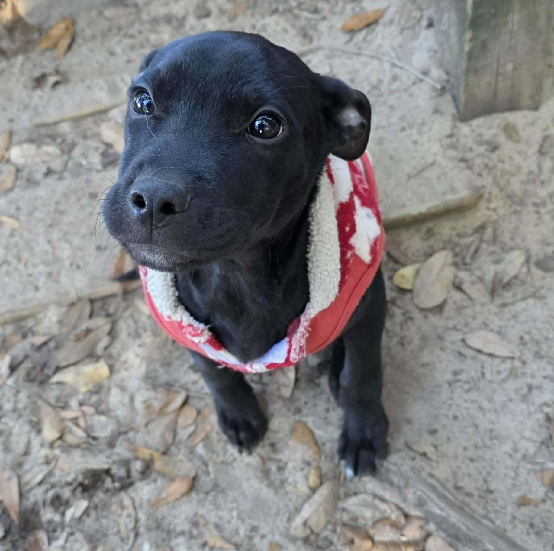 Enlarge Keaton, a ADOPTABLE mixed breed in Milton, FL image 2/2