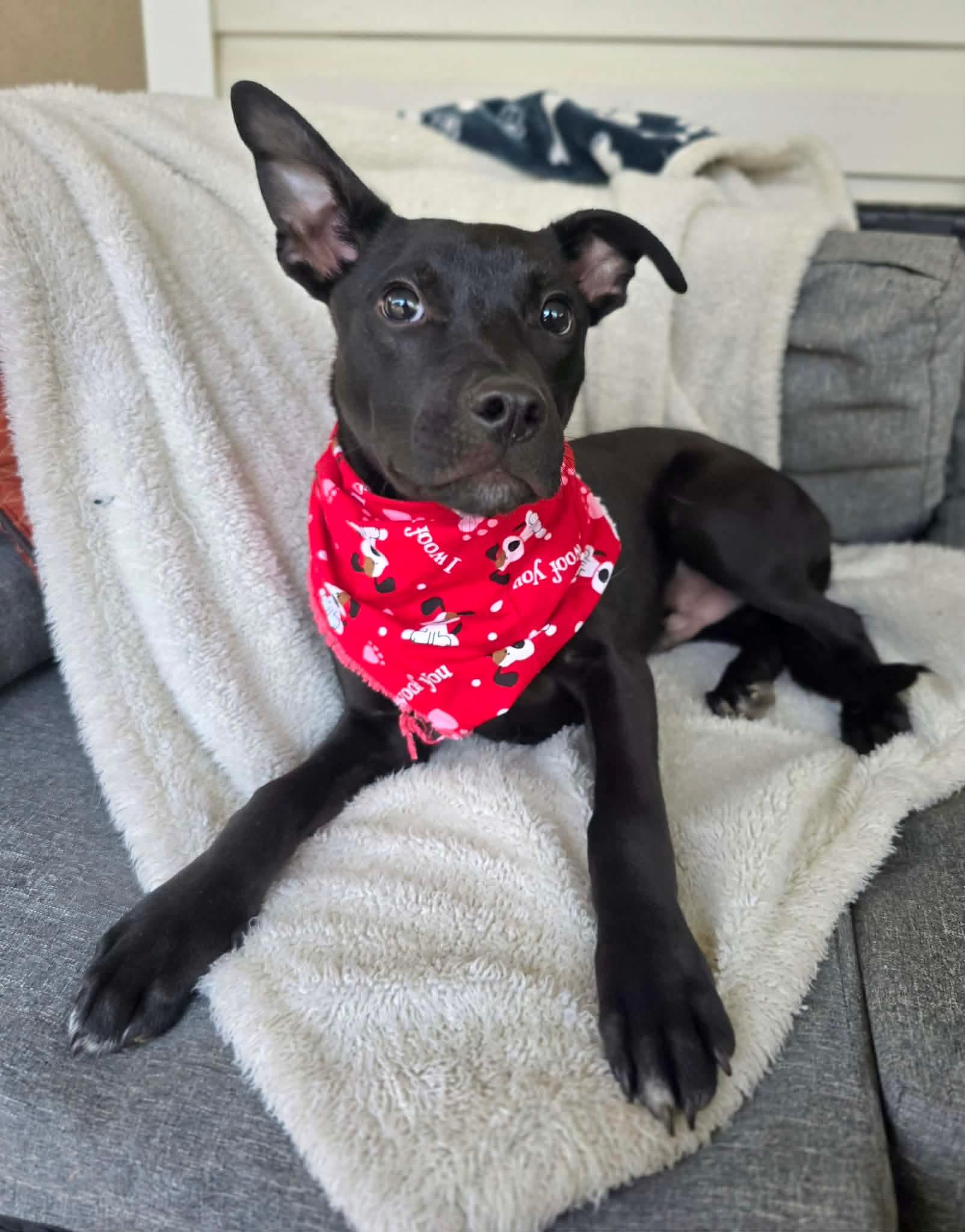 Enlarge Keaton, an adoptable mixed breed in Milton, FL image 2/3