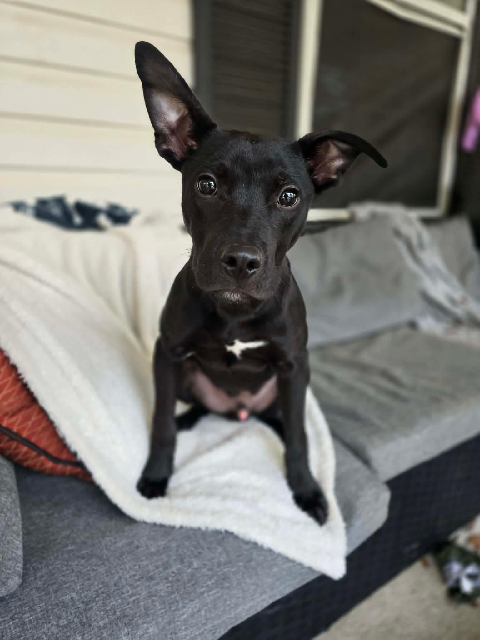 Enlarge Keaton, an adoptable mixed breed in Milton, FL image 1/3