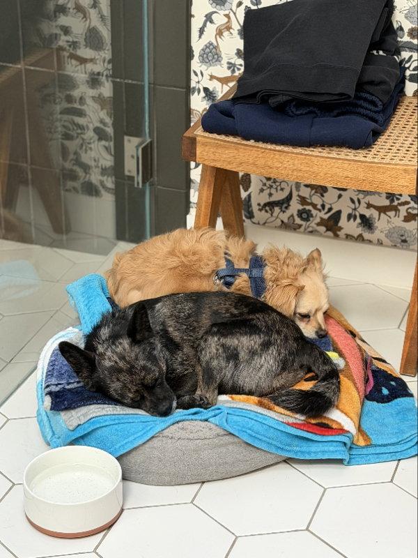 Yuri, Adopted, Young Female Chihuahua & Pekingese.