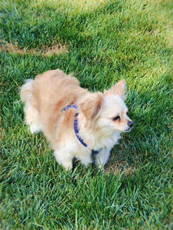 Yuri, a Adopted mixed breed in San Francisco, CA image 3/3