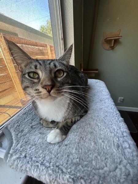 Enlarge Pele - Blue, an adopted mixed breed in Sacramento, CA image 5/5