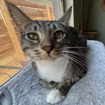 Enlarge Pele - Blue, an adopted mixed breed in Sacramento, CA image 2/5