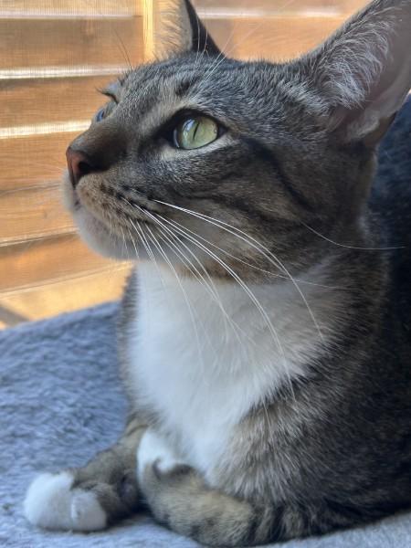 Enlarge Pele - Blue, an adopted mixed breed in Sacramento, CA image 3/5