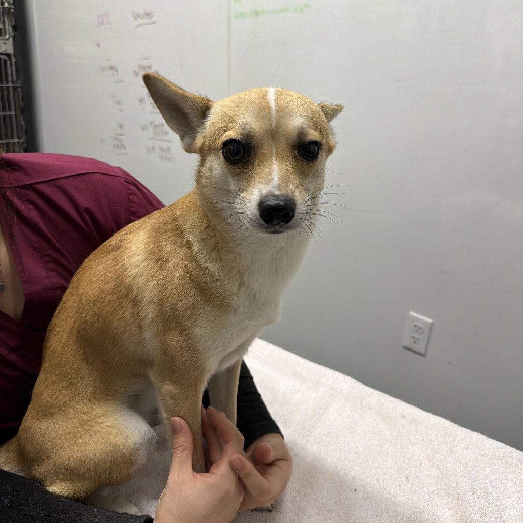 Enlarge FOXY, a Adoptable mixed breed in Chico, CA image 1/1