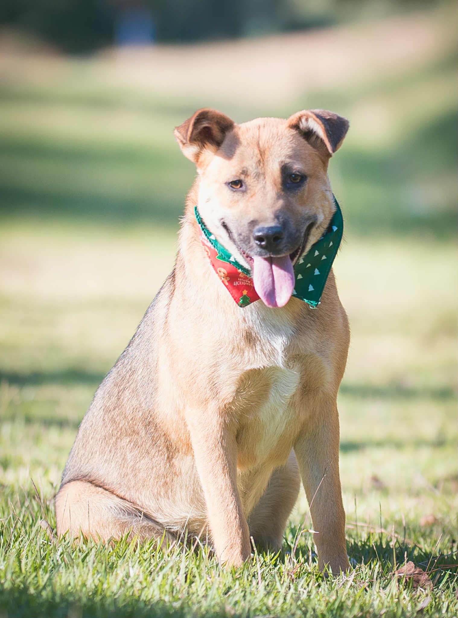 Stella, Adoptable, Young Female German Shepherd Dog.