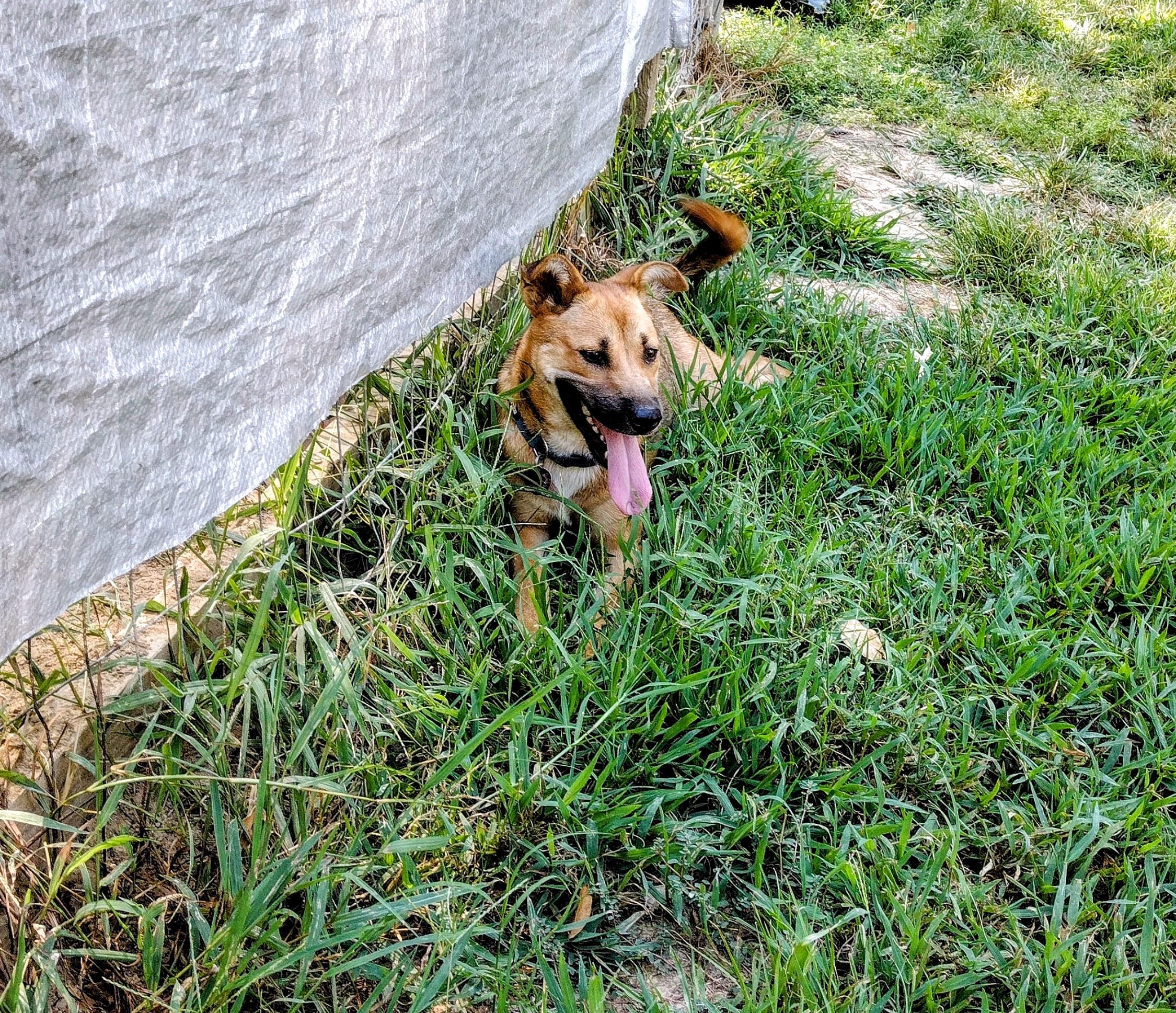 Stella, a Adoptable mixed breed in Carthage, MS image 2/2