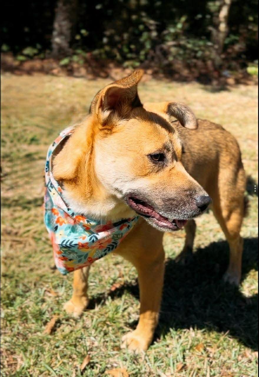 Stella, a Adoptable mixed breed in Carthage, MS image 6/6