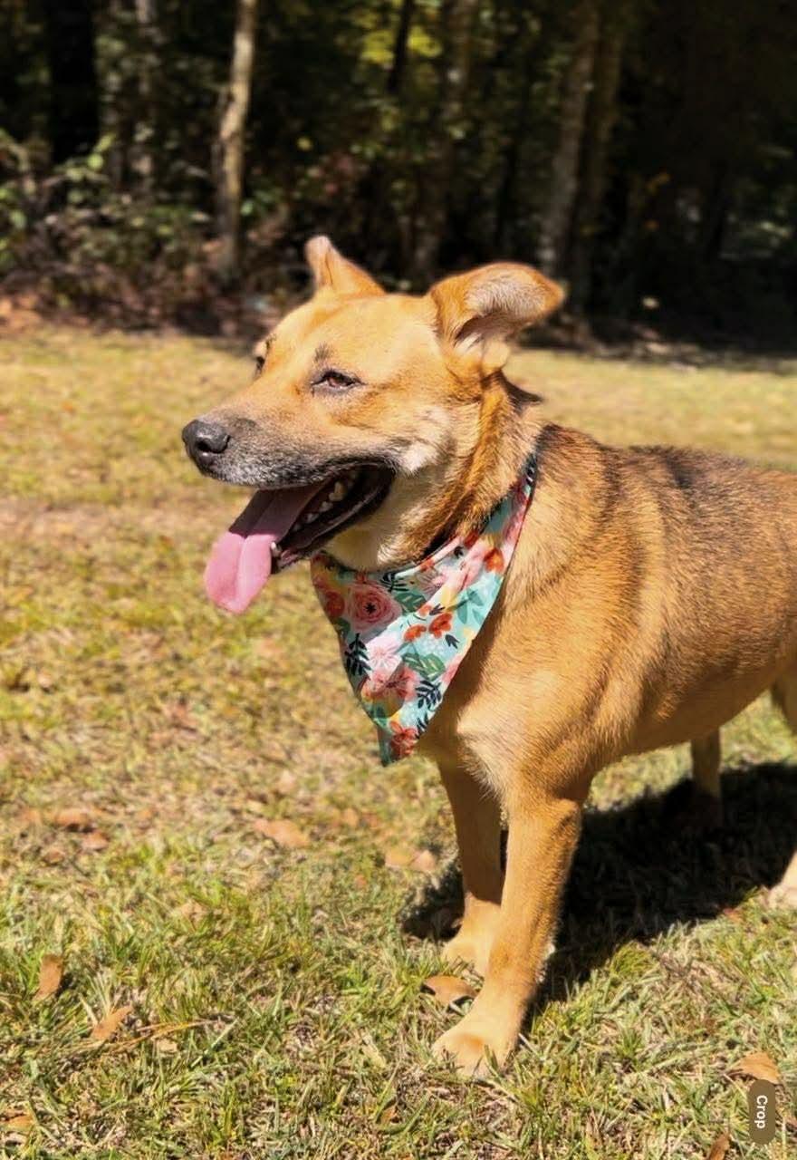 Stella, a Adoptable mixed breed in Carthage, MS image 3/6