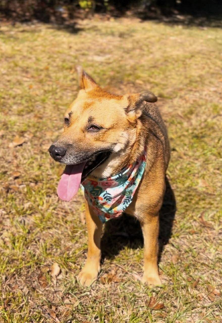 Stella, a Adoptable mixed breed in Carthage, MS image 5/6