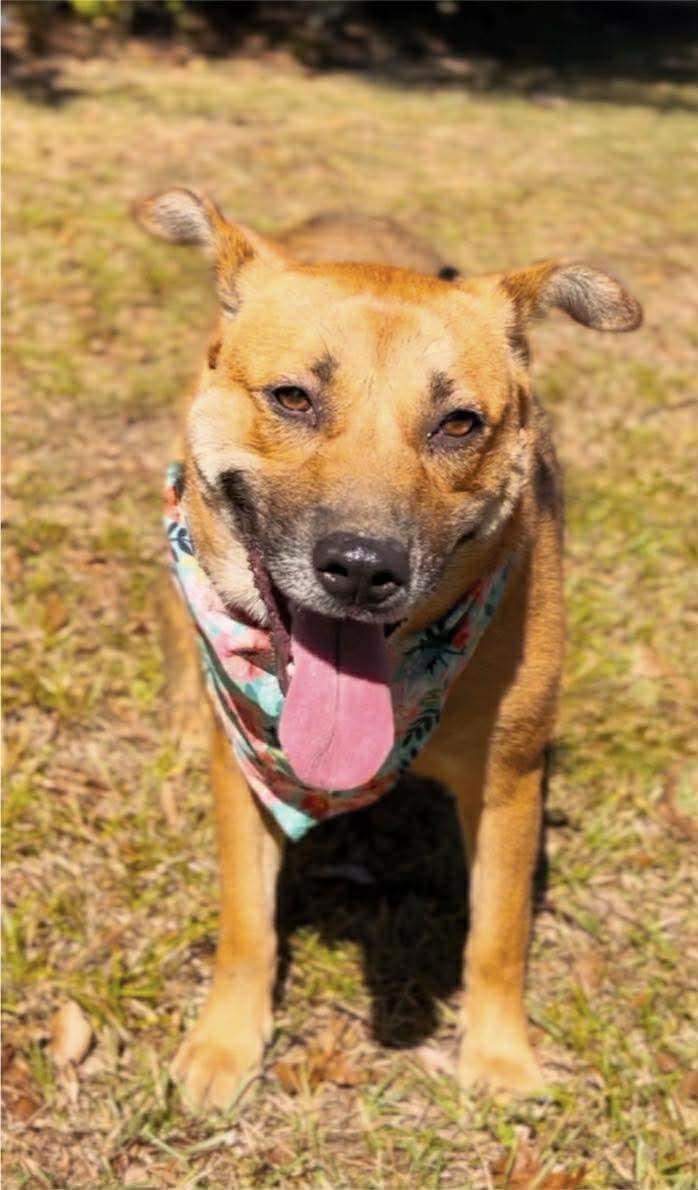 Stella, a Adoptable mixed breed in Carthage, MS image 2/6
