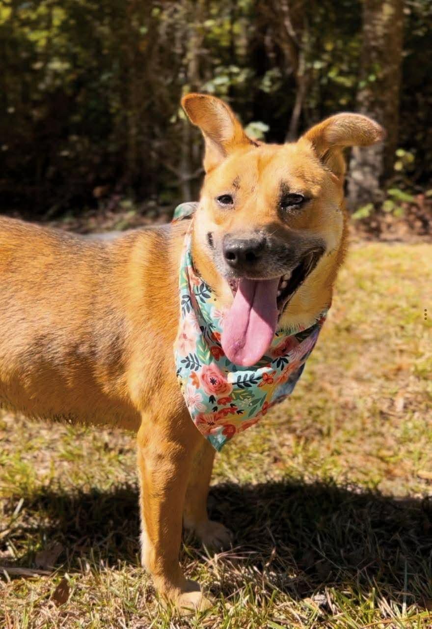 Stella, Adoptable, Young Female German Shepherd Dog.