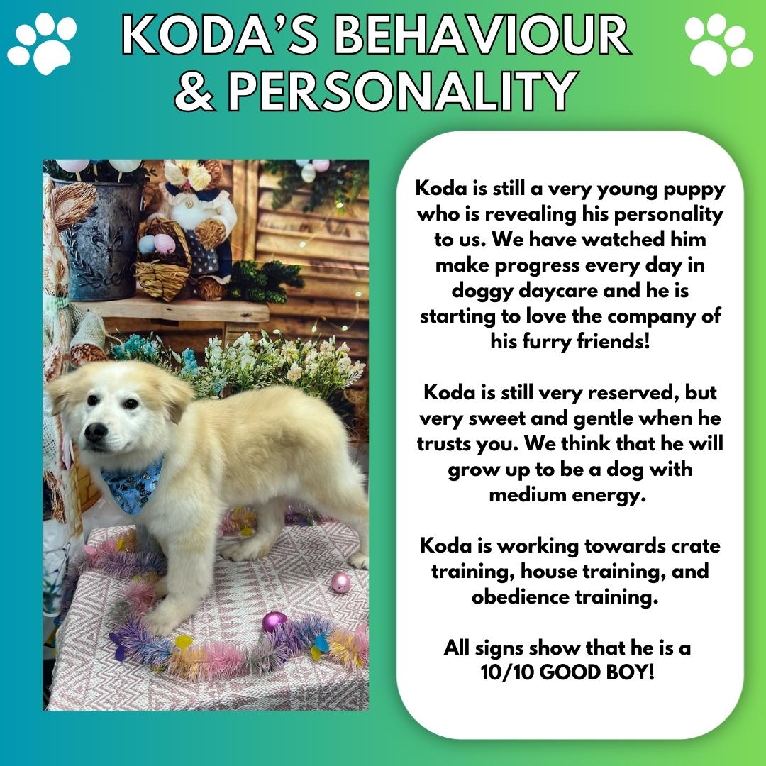 Enlarge Koda, a Adoptable mixed breed in Aurora, ON image 3/5