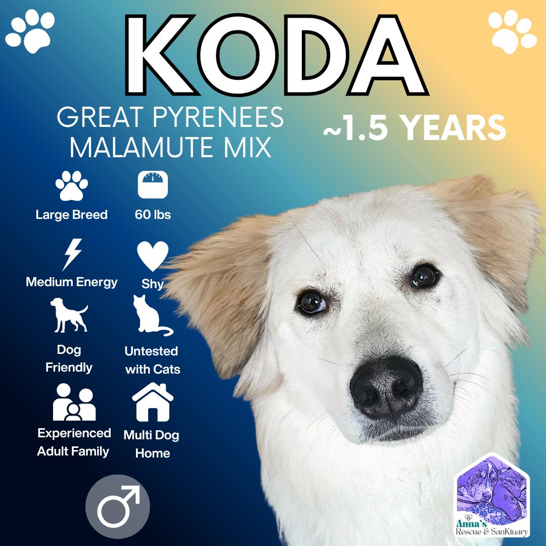 Koda, Adoptable, Young Male Great Pyrenees & Alaskan Malamute.