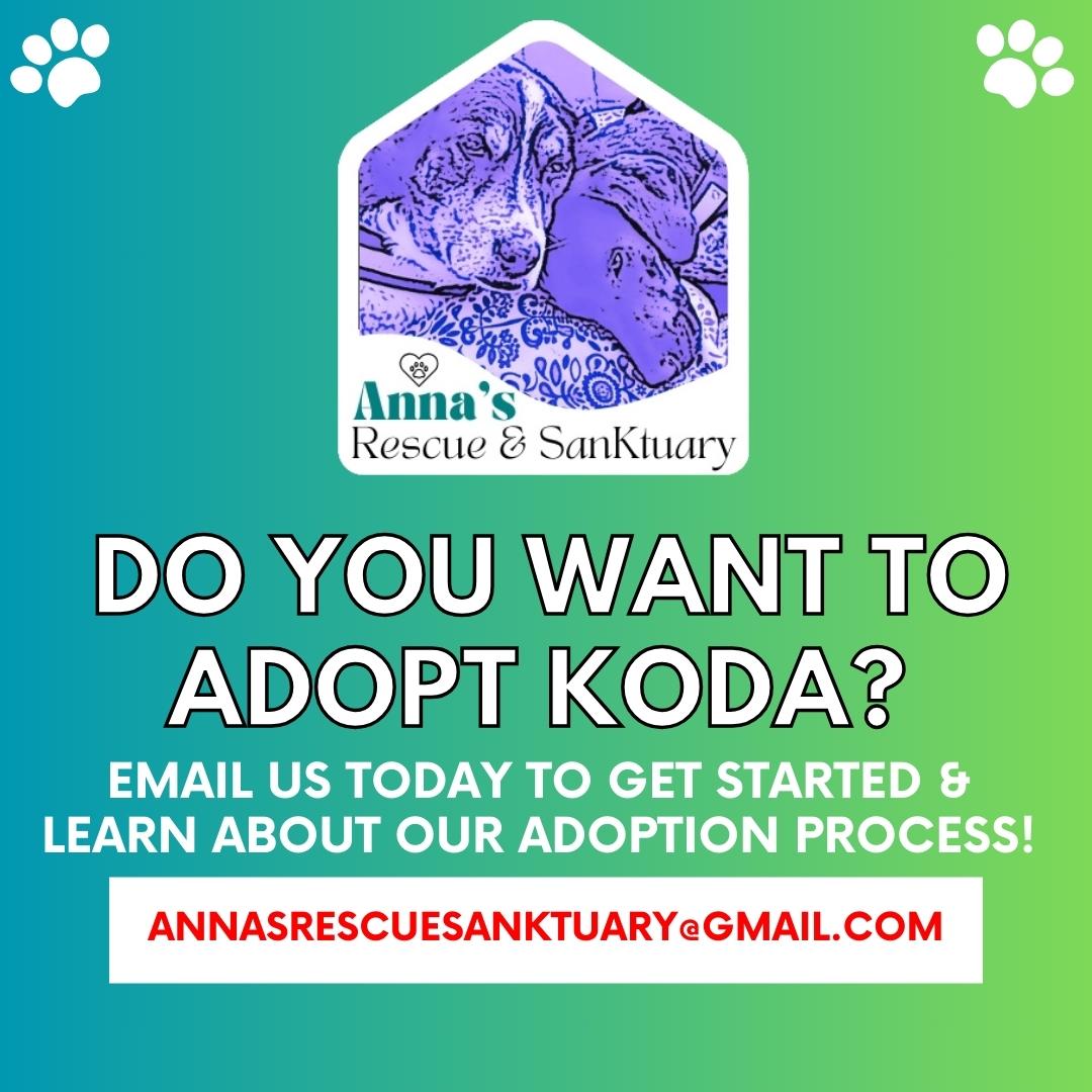 Koda photo 5