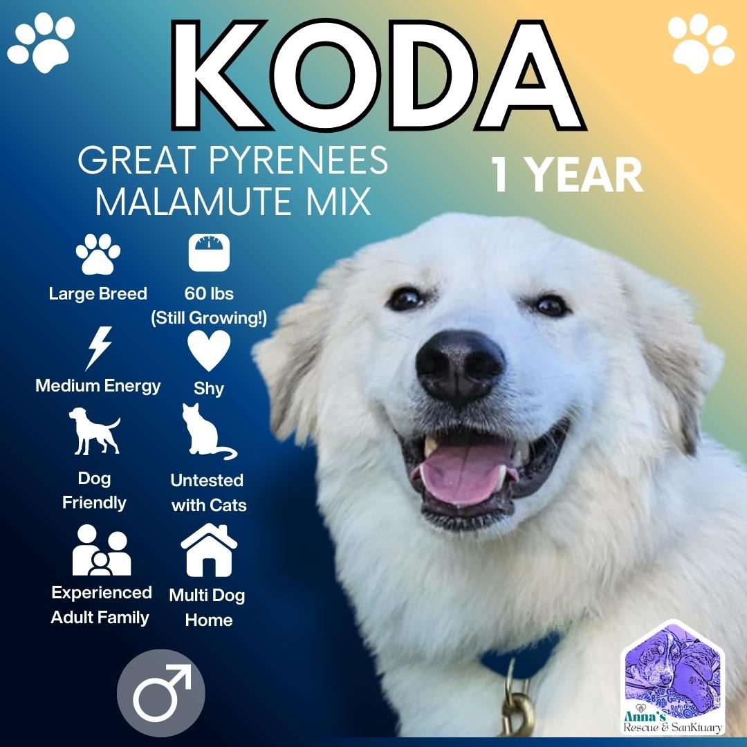 Koda, Adoptable, Young Male Great Pyrenees & Alaskan Malamute.