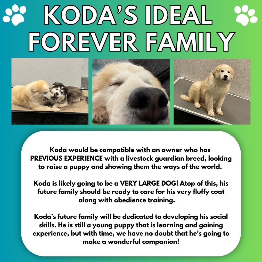 Enlarge Koda, a Adoptable mixed breed in Aurora, ON image 4/5