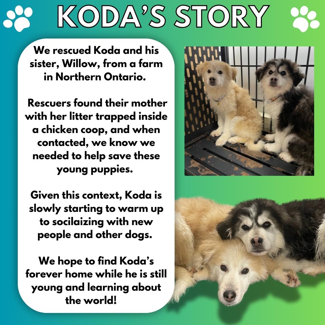 Enlarge Koda, a Adoptable mixed breed in Aurora, ON image 2/5