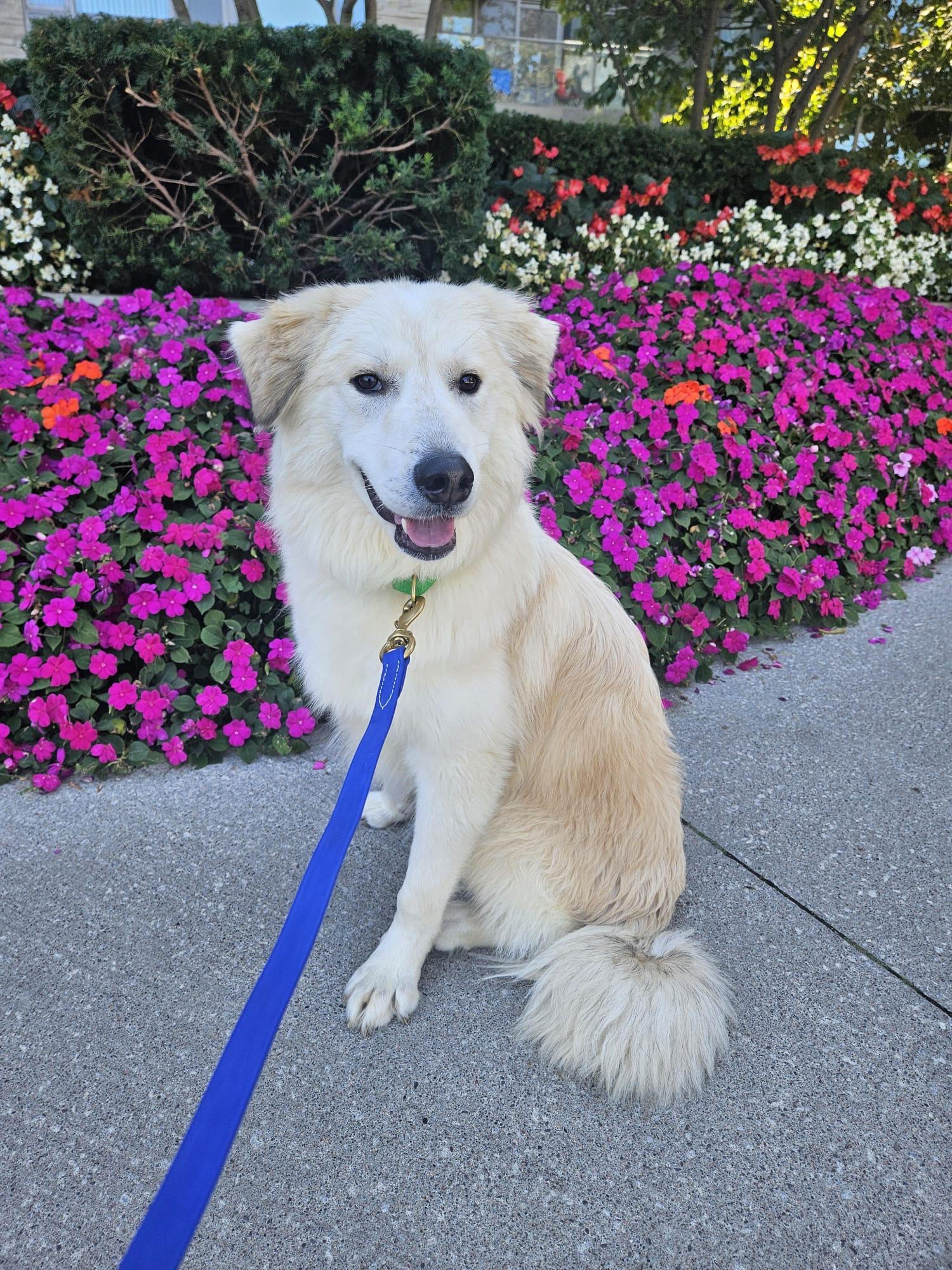Enlarge Koda, a Adoptable mixed breed in Aurora, ON image 3/6