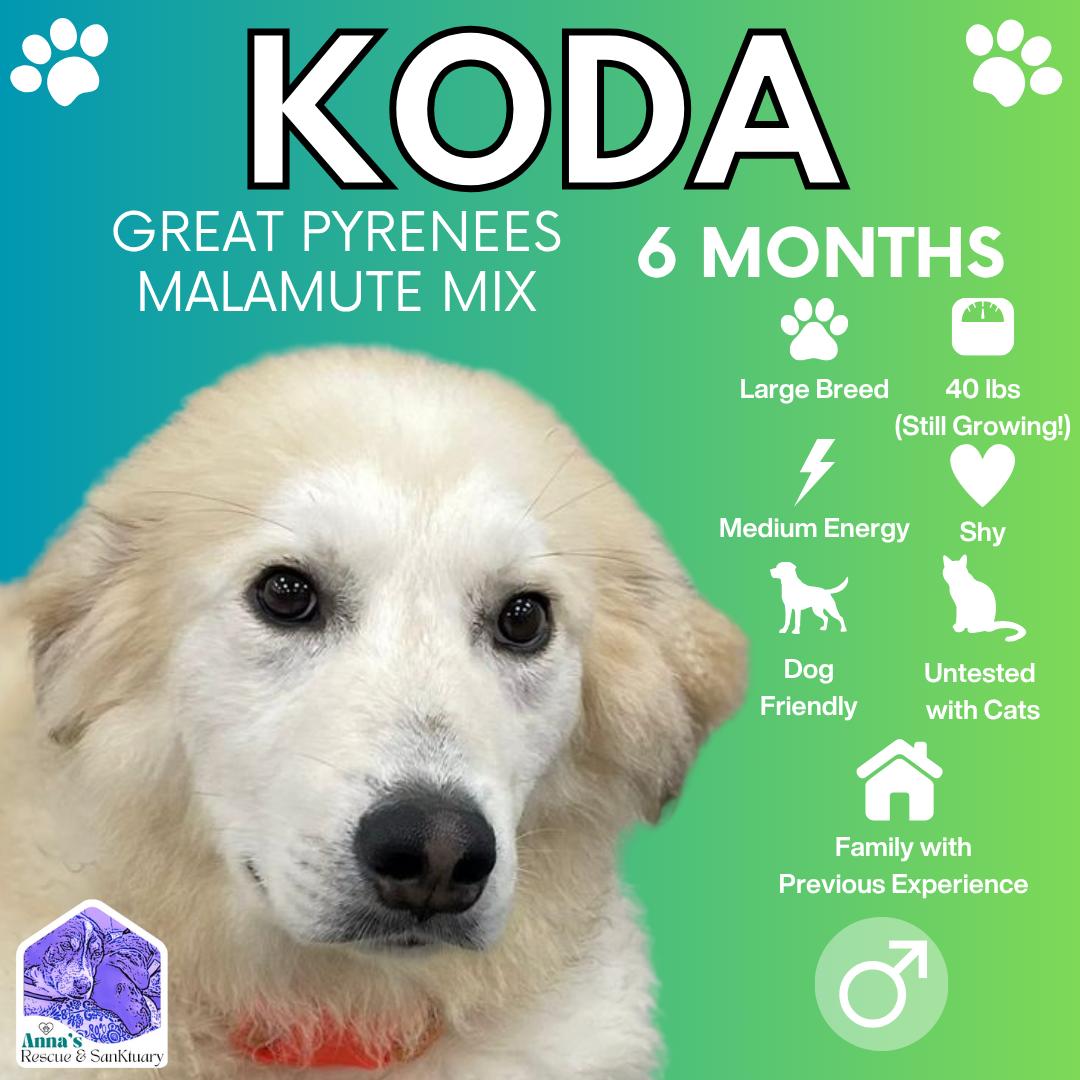 Koda