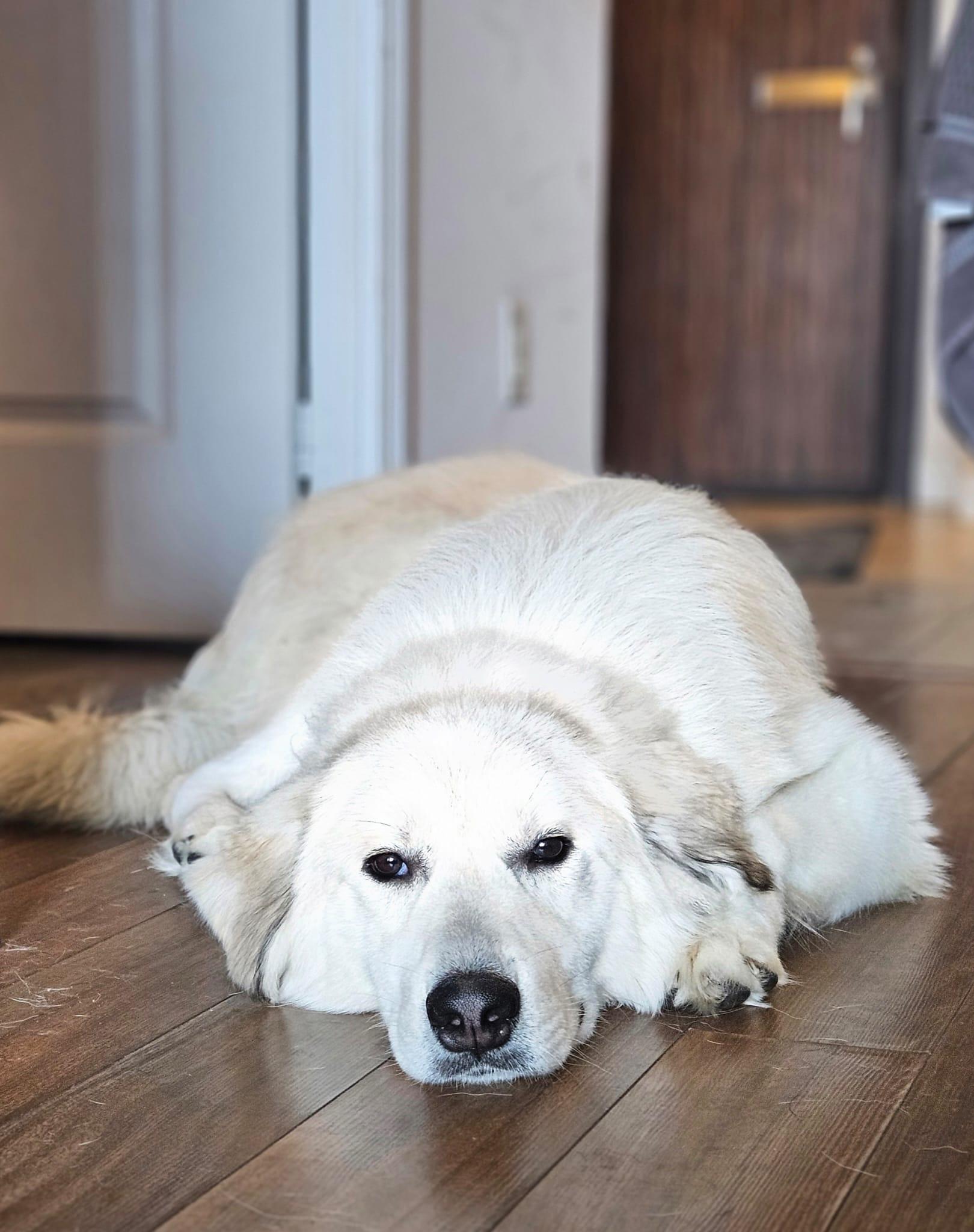 Enlarge Koda, a Adoptable mixed breed in Aurora, ON image 5/6