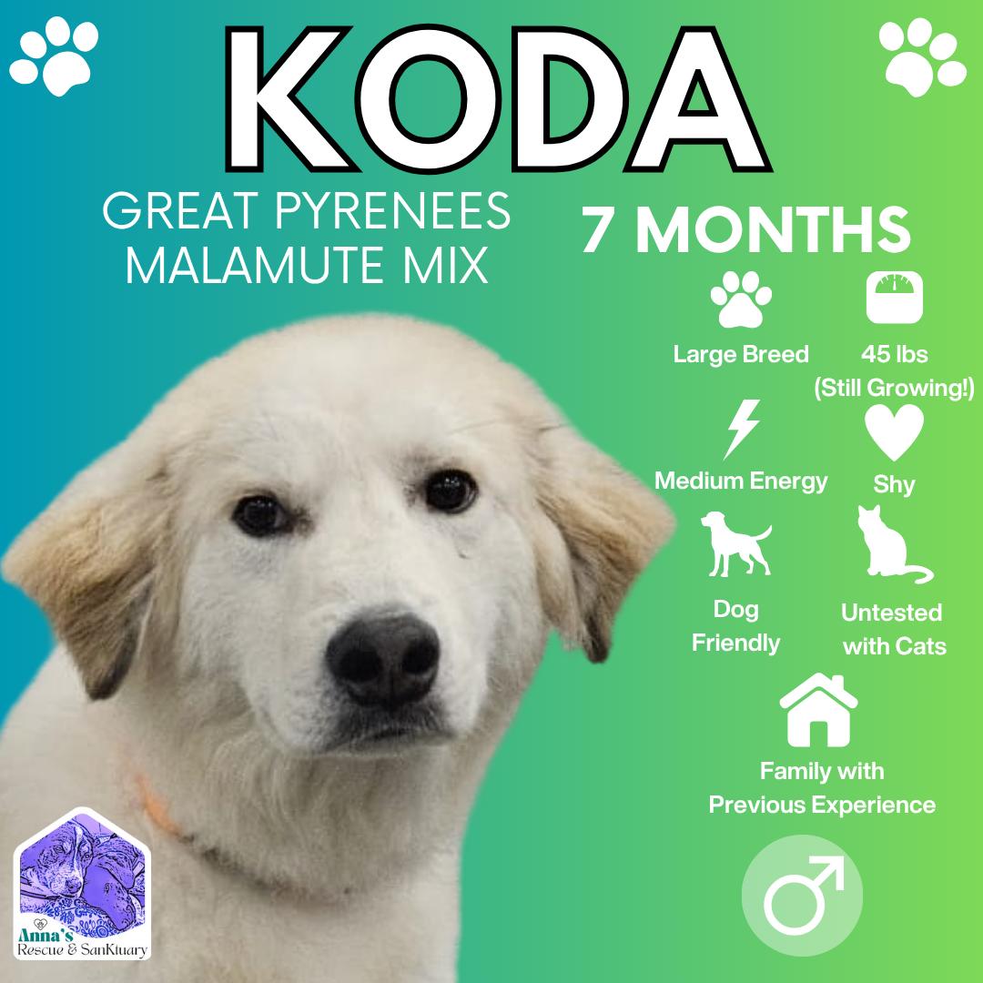 Enlarge Koda, a Adoptable mixed breed in Aurora, ON image 1/5