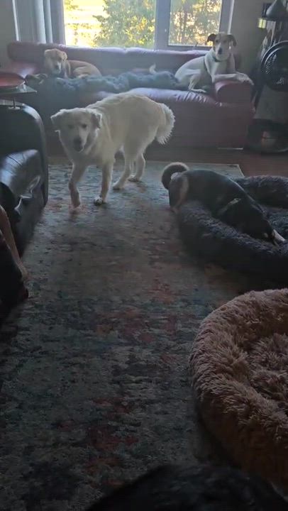 Enlarge Koda, a Adoptable mixed breed in Aurora, ON video 4/6