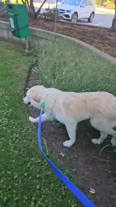 Enlarge Koda, a Adoptable mixed breed in Aurora, ON video 6/6