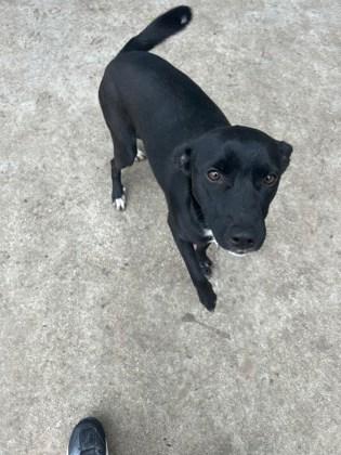 NEGRI FOSTER, Adoptable, Young Female Shepherd & Mixed Breed.