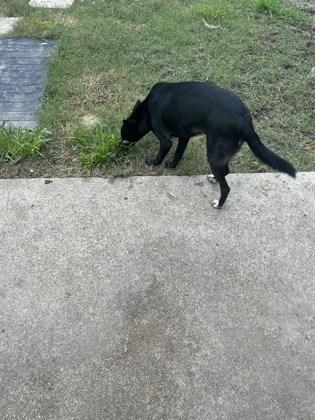 NEGRI FOSTER, Adoptable, Young Female Shepherd & Mixed Breed.