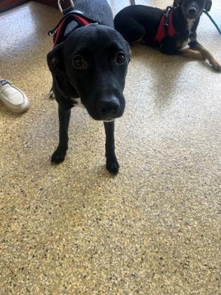 Enlarge NEGRI FOSTER, a Adoptable mixed breed in Houston, TX image 2/2