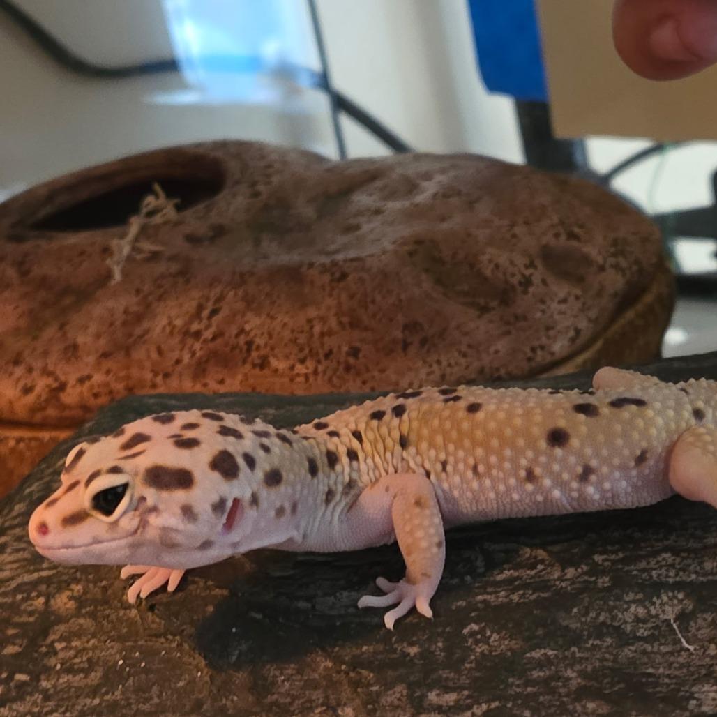 Millie, Adoptable, Young Female Gecko.