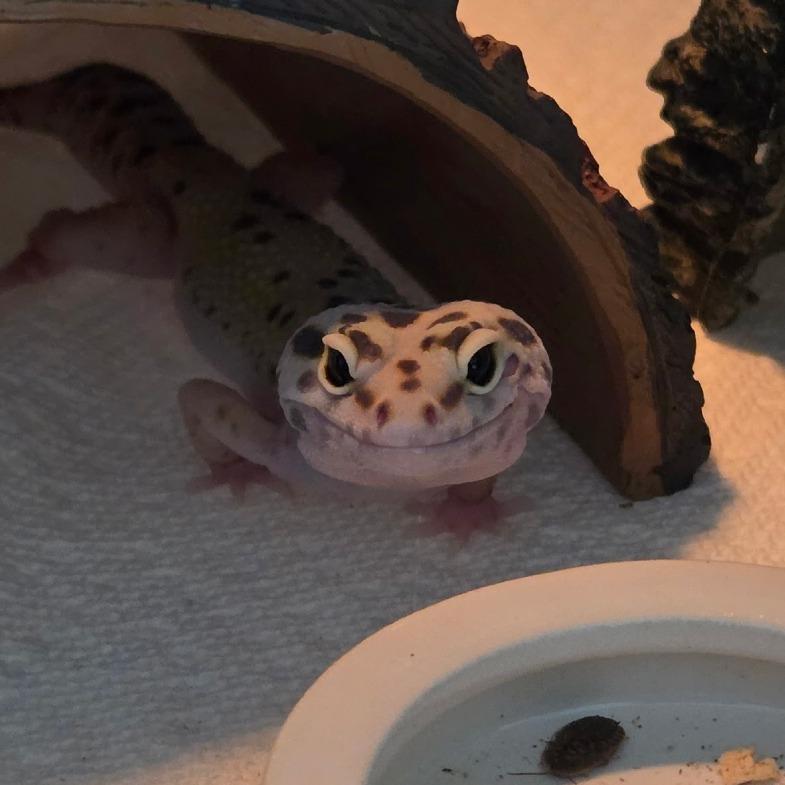 Enlarge Millie, a Adoptable Gecko in Frederick, MD image 2/2