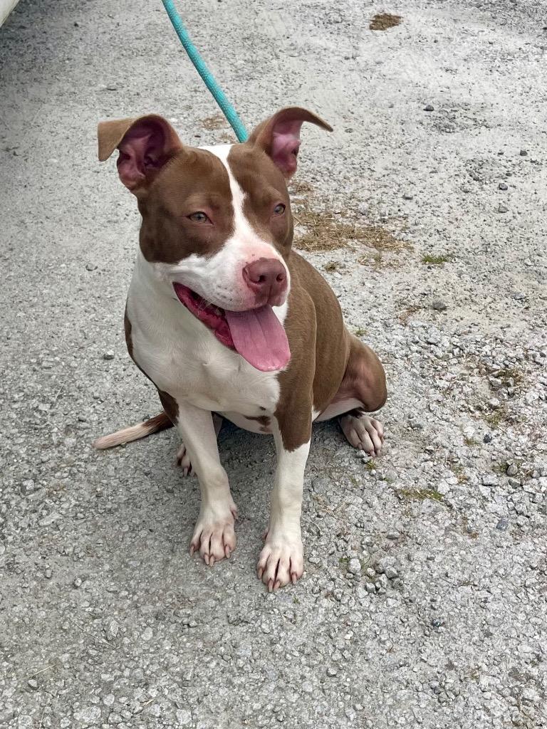 Enlarge Colette, a Adoptable mixed breed in Winnsboro, SC image 2/5