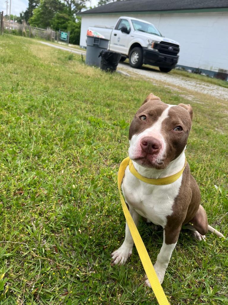 Enlarge Colette, a Adoptable mixed breed in Winnsboro, SC image 5/5