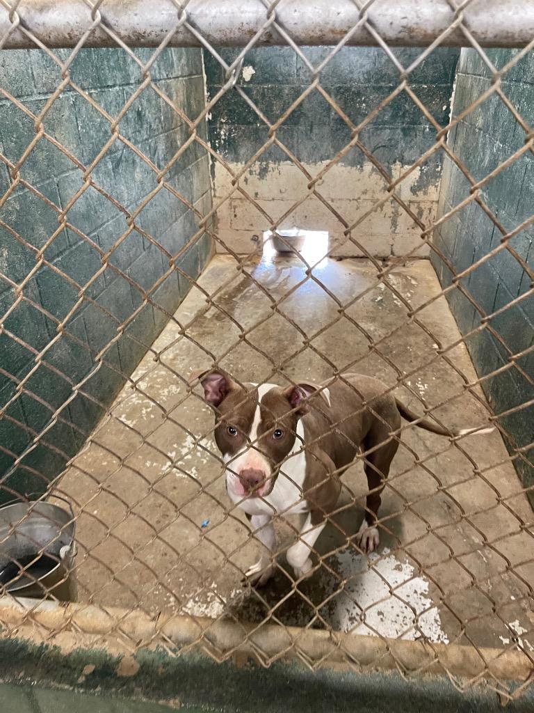 Colette, a Adoptable mixed breed in Winnsboro, SC image 5/5