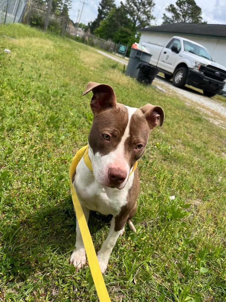 Enlarge Colette, a Adoptable mixed breed in Winnsboro, SC image 4/5