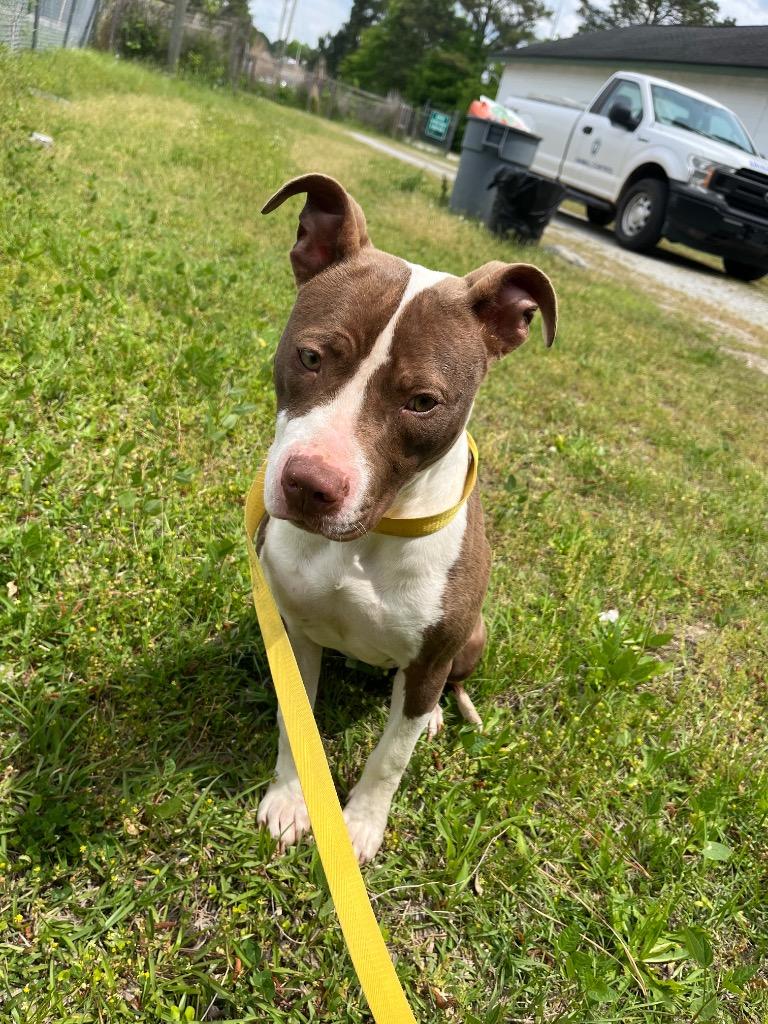 Enlarge Colette, a Adoptable mixed breed in Winnsboro, SC image 5/5
