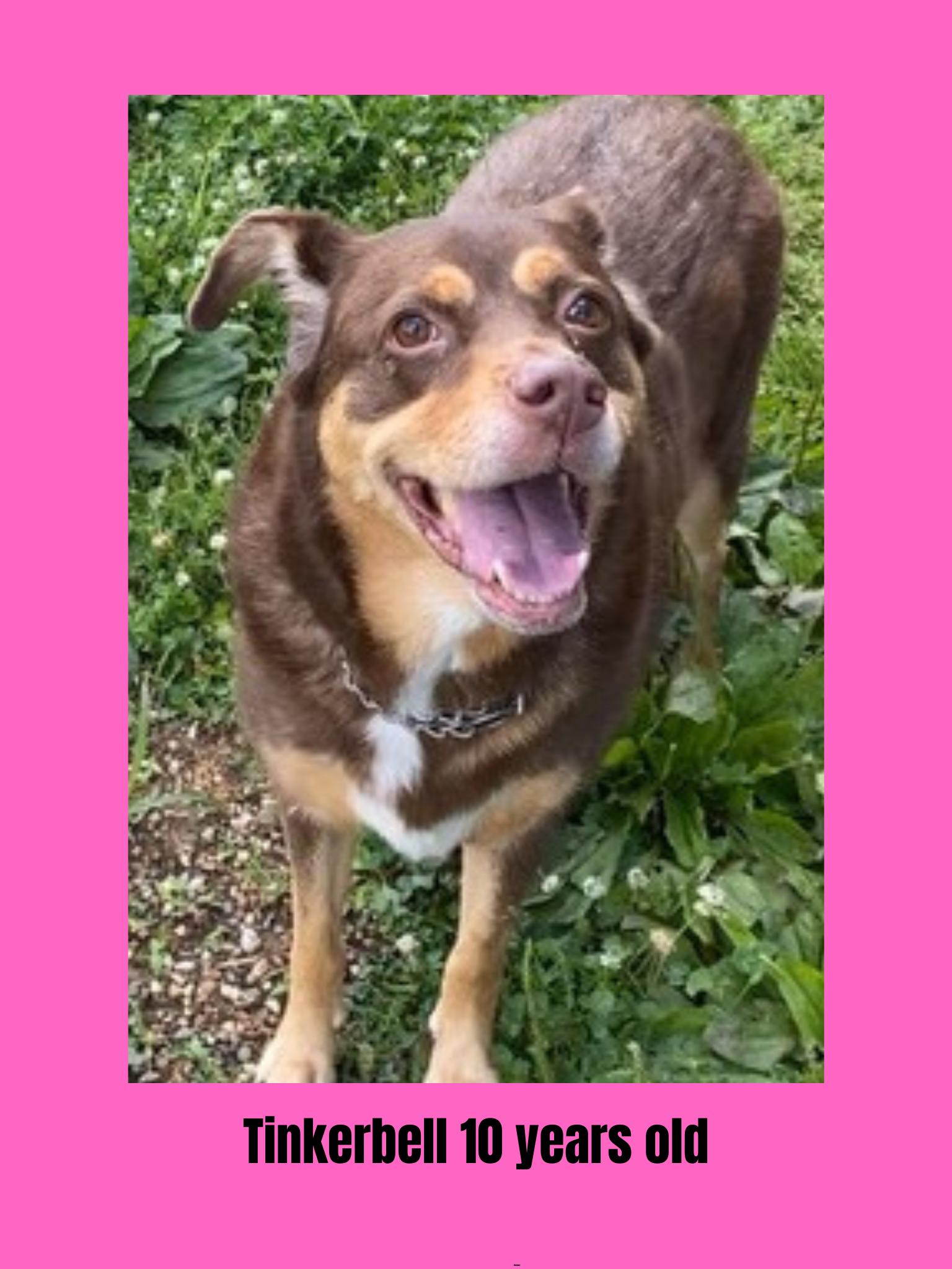 Dog for adoption Tinkerbell, a Mixed Breed in Ravenna, OH Petfinder