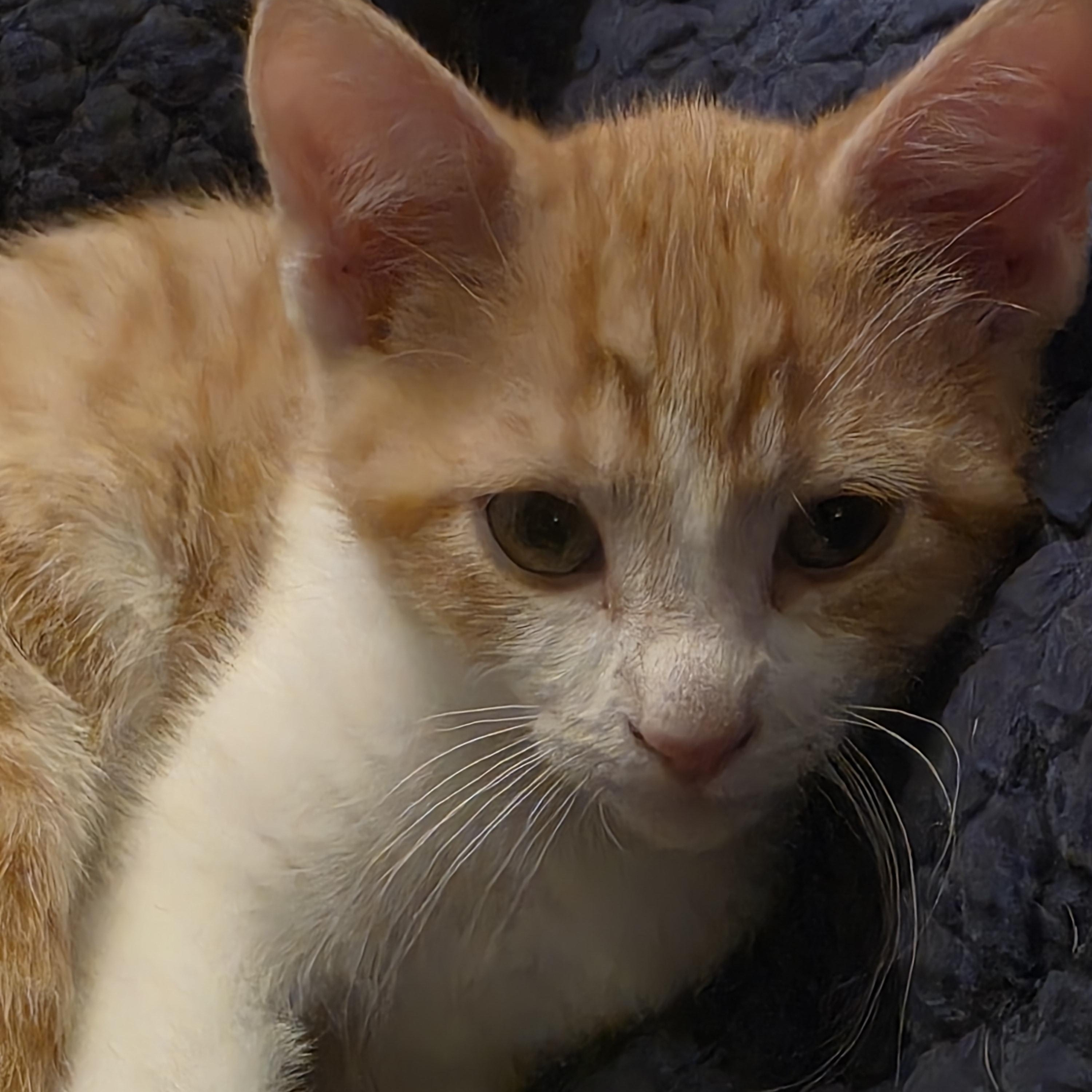 Clem, Adoptable, Young Male Domestic Short Hair.