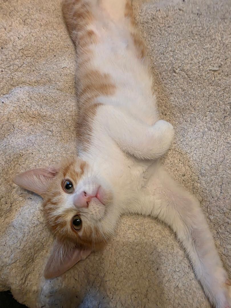 Clem, a Adoptable Domestic Short Hair in Ashland, VA image 4/4