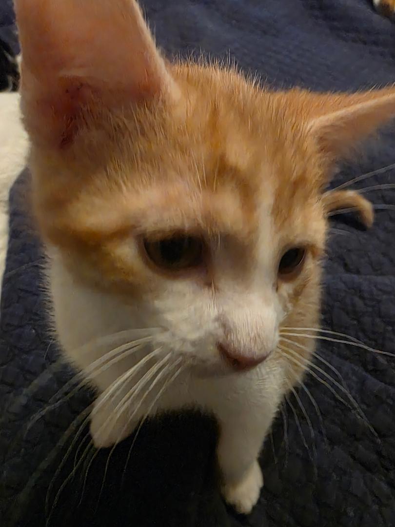 Clem, a Adoptable Domestic Short Hair in Ashland, VA image 3/4