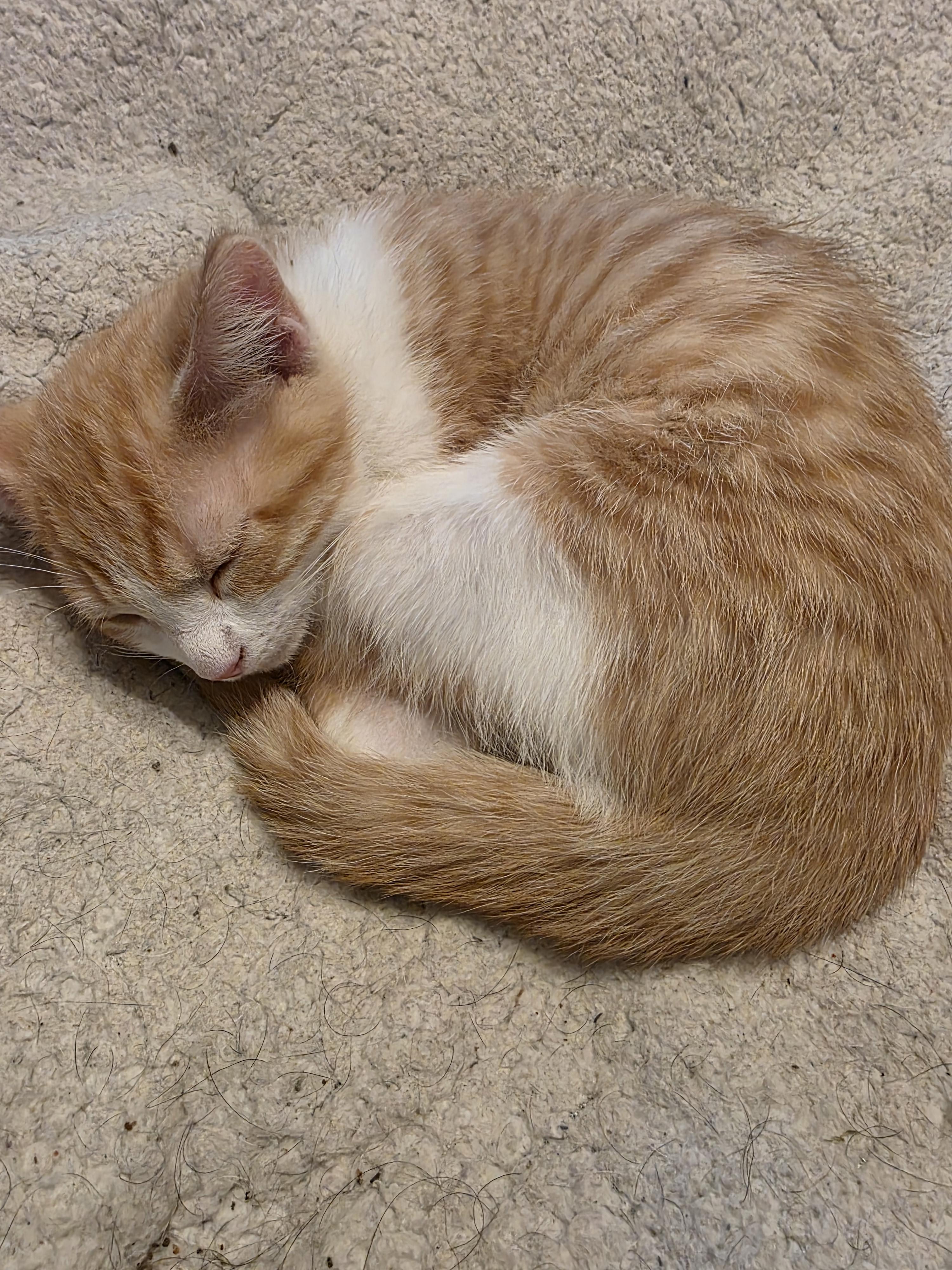 Clem, a Adoptable Domestic Short Hair in Ashland, VA image 2/4