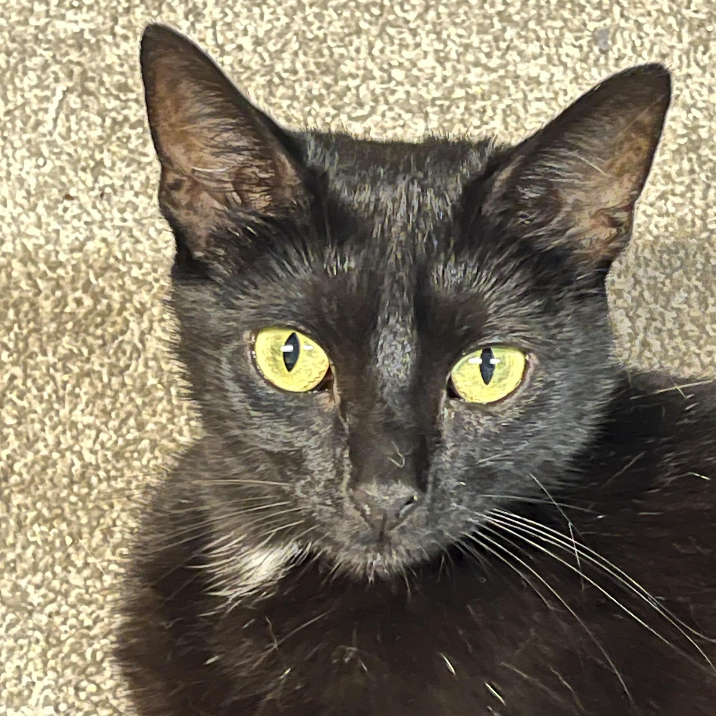 Sophie, a ADOPTABLE Domestic Short Hair in Indianapolis, IN image 2/3